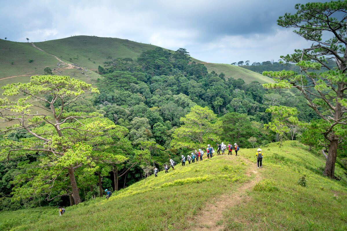 Walkers following a trail across green pine-covered hills