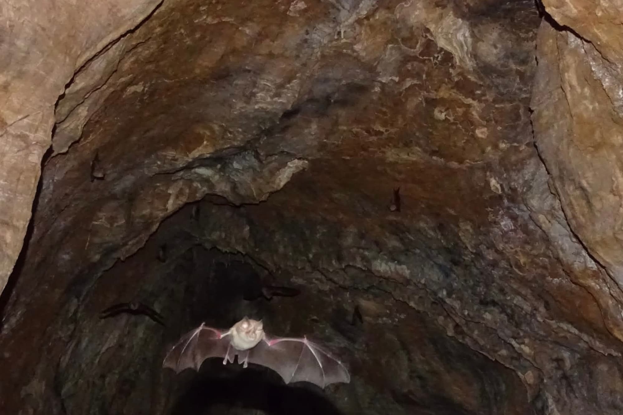 Bat Walk at Sani Wetlands 5