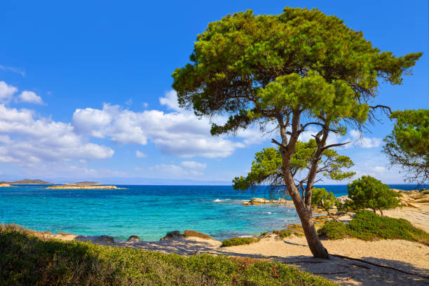 A lone pine tree leaning over a sandy Halkidiki beach and clear blue sea