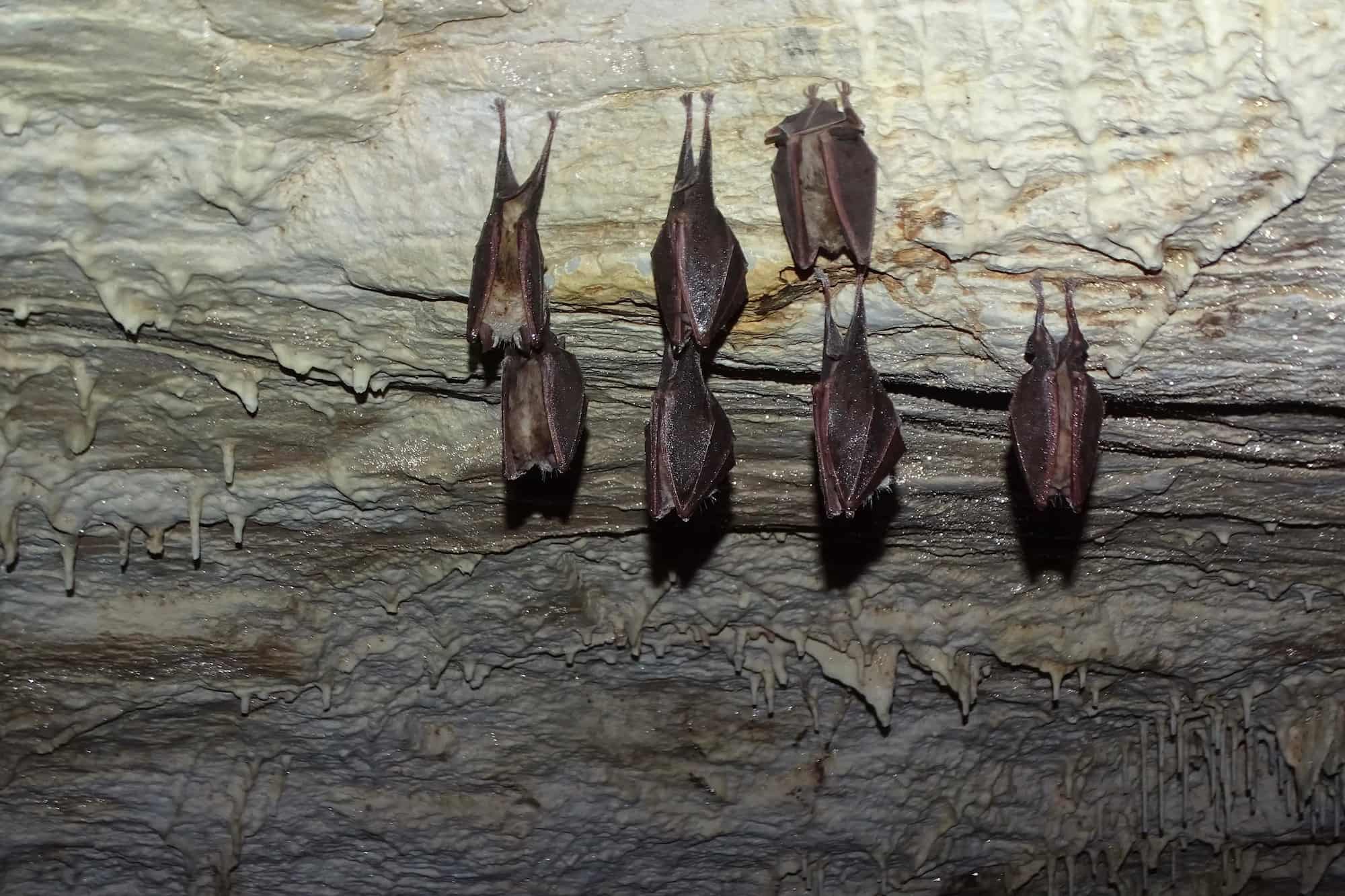 Bat Walk at Sani Wetlands 6