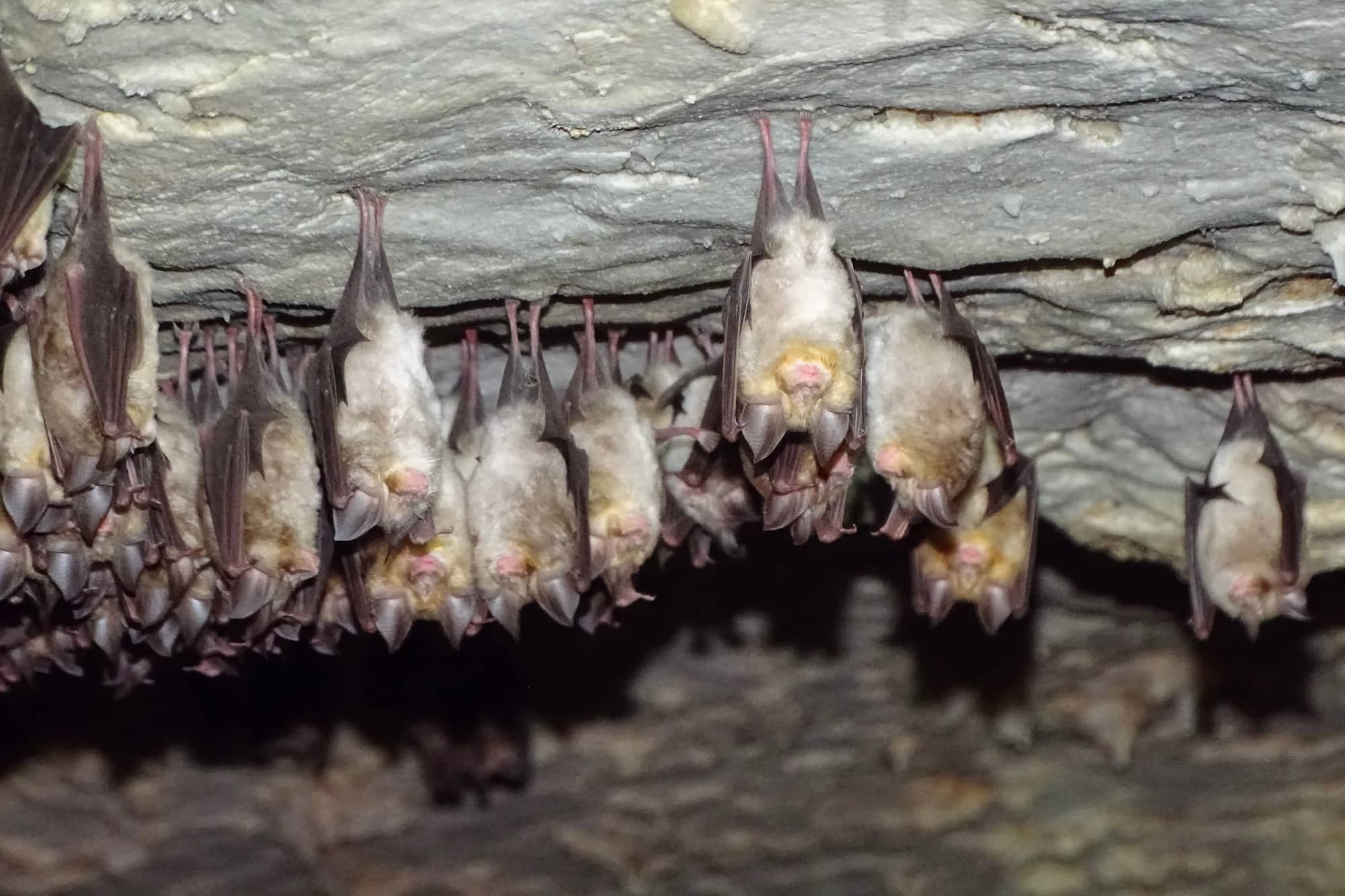 Bat Walk at Sani Wetlands